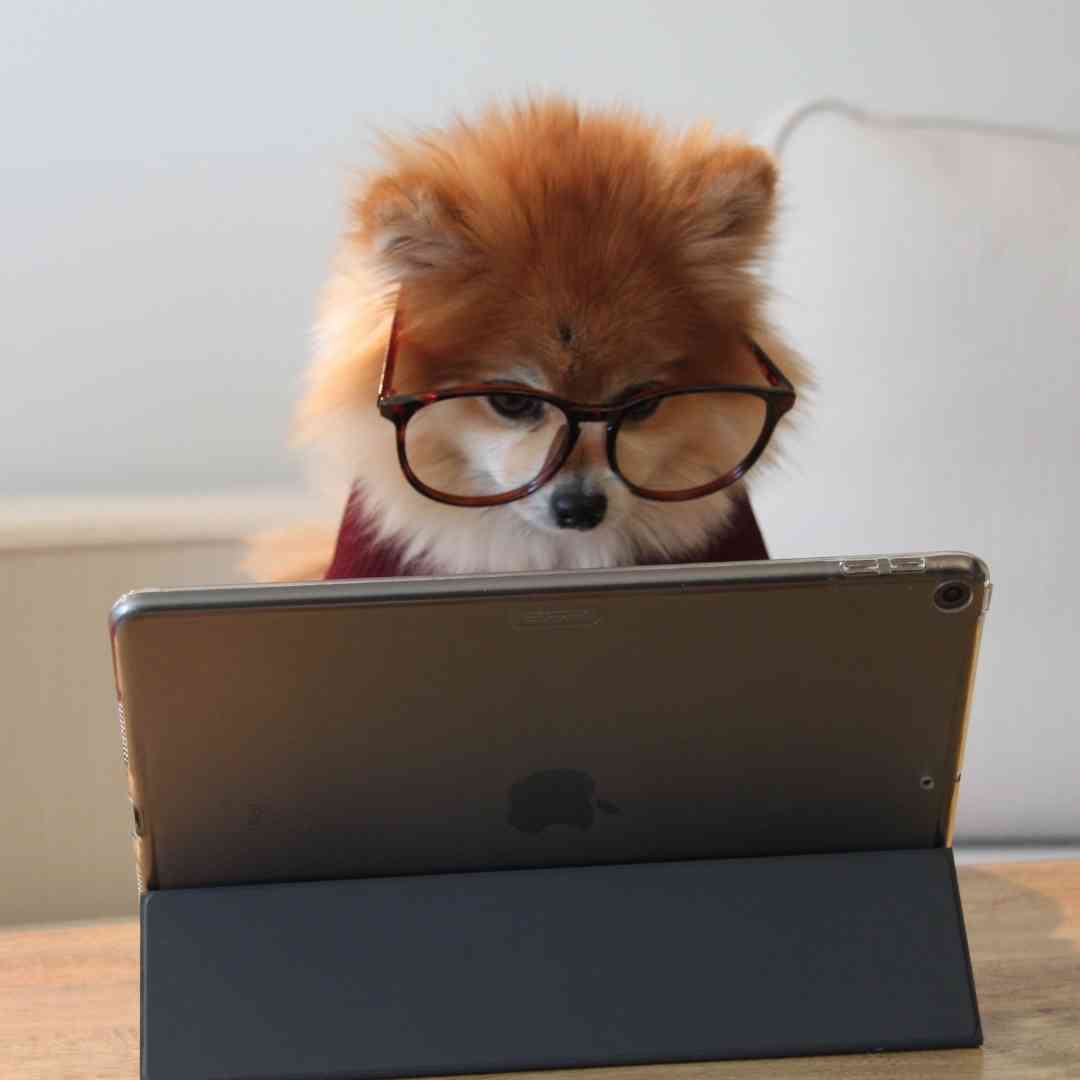 A dog with glasses trying to use a tablet