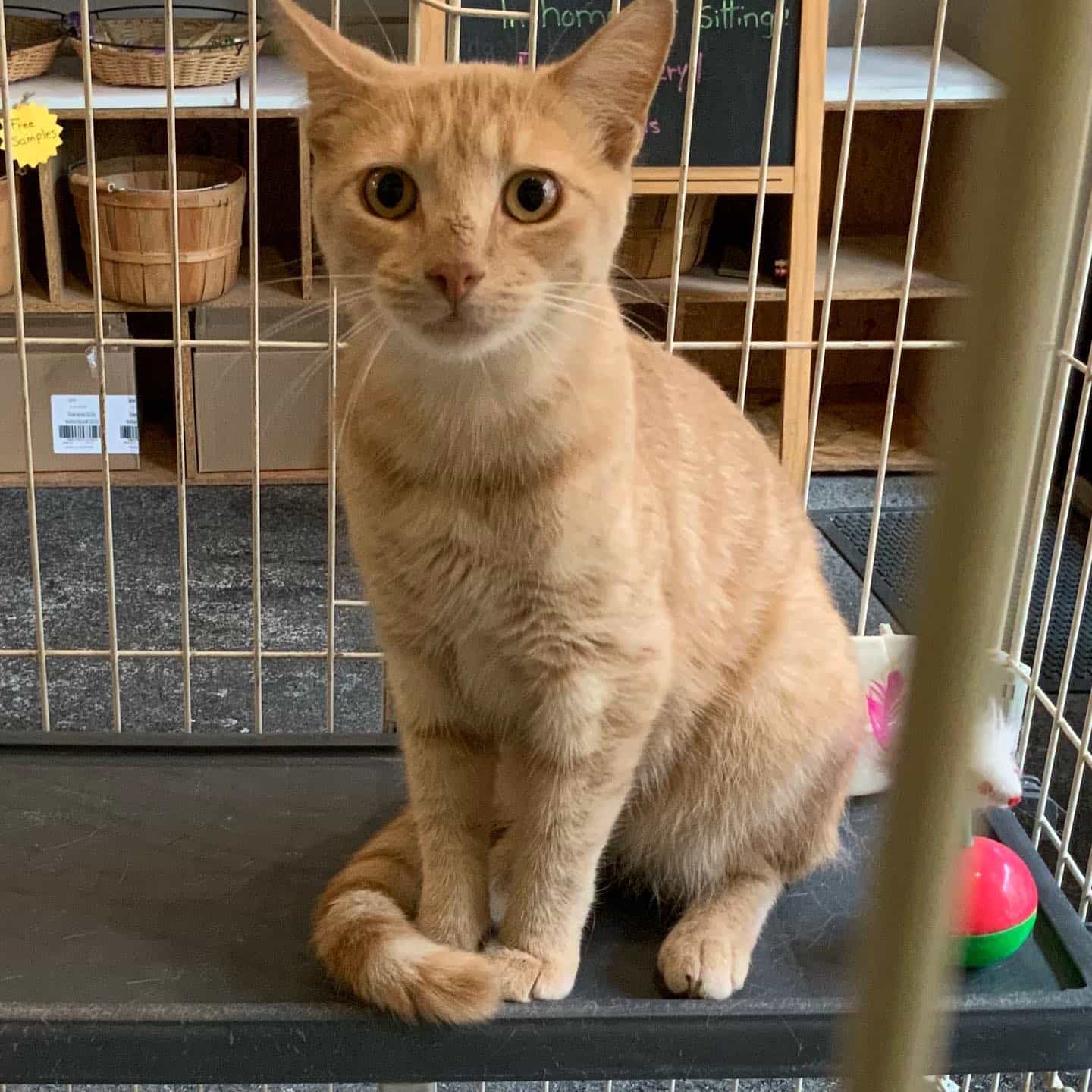 Cat looking at the camera, sitting in a cage.