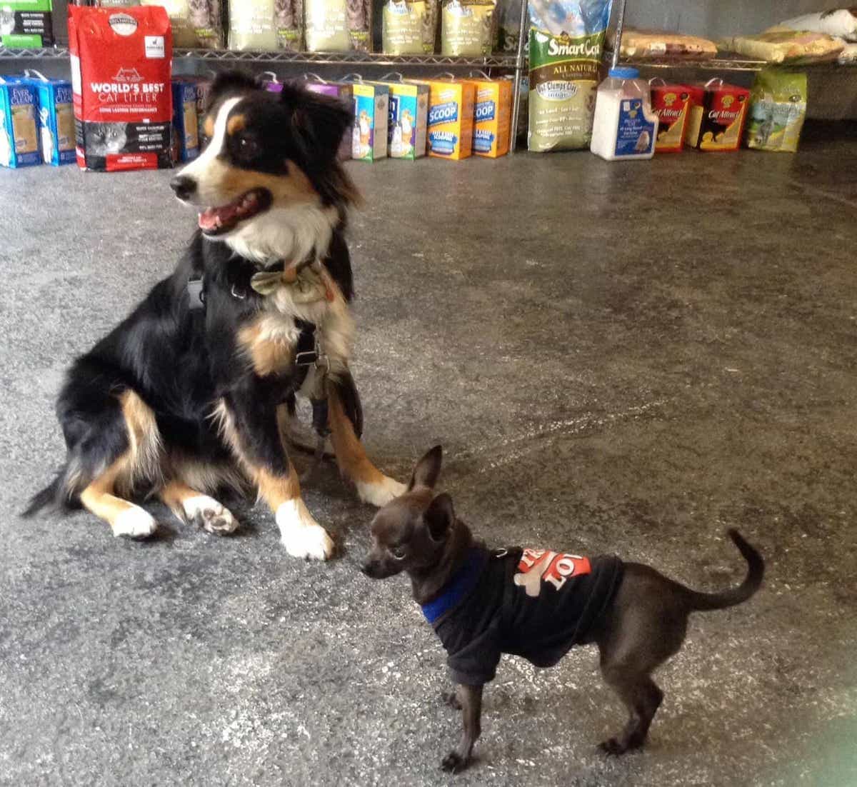Two dogs, one little one big, in a pet store surrounded by dog and cat food